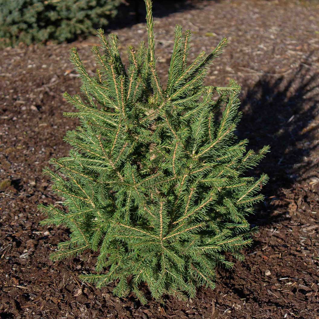 Blaze Norway Spruce Tree - Image 3