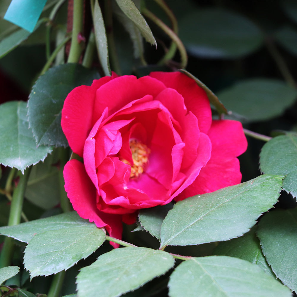 Blaze Improved Climbing Rose Shrub - Image 2
