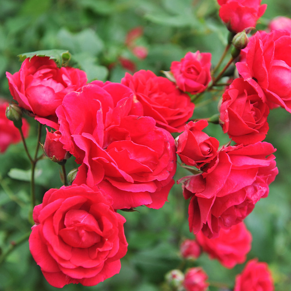Blaze Improved Climbing Rose Shrub - Image 3