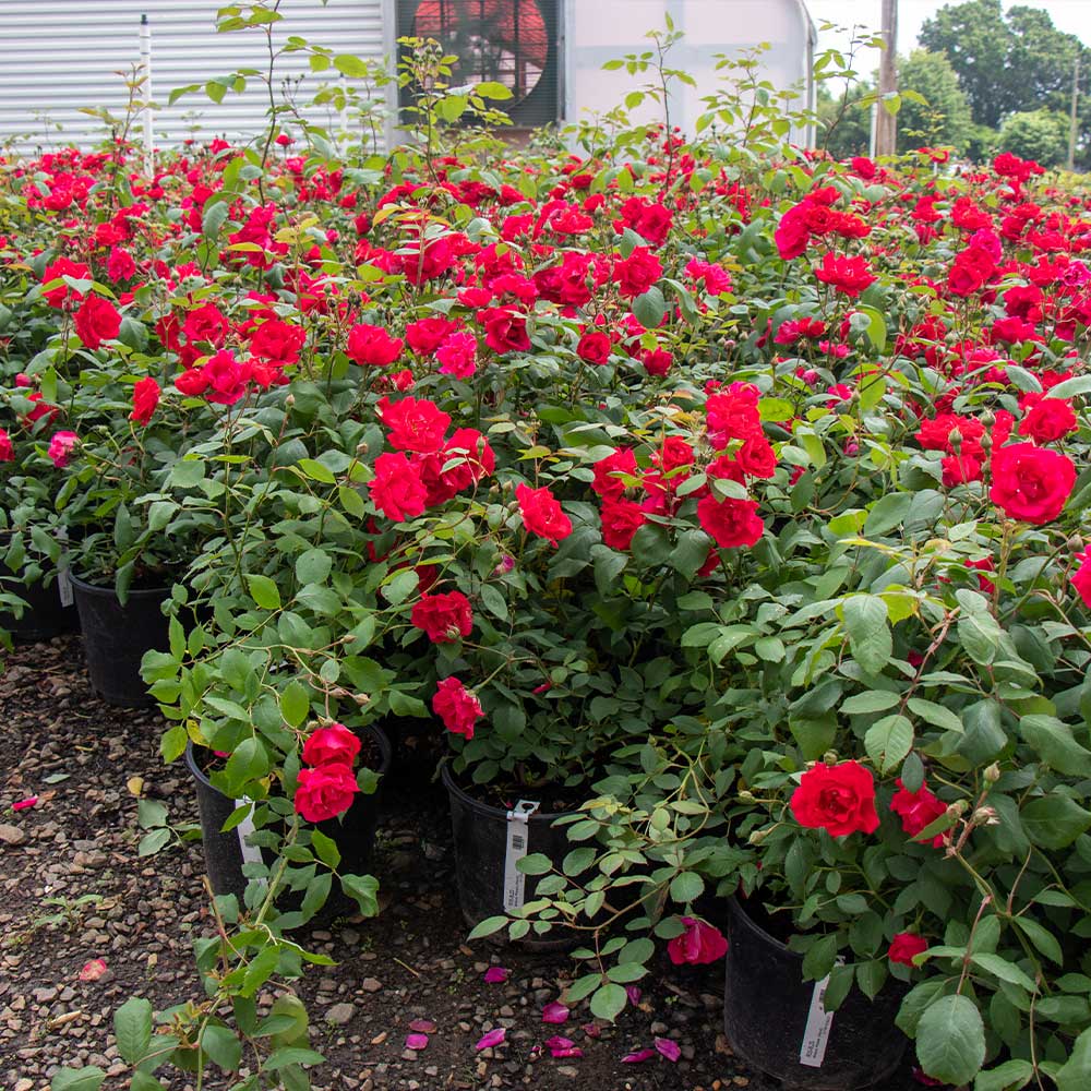 Blaze Improved Climbing Rose Shrub - Image 4