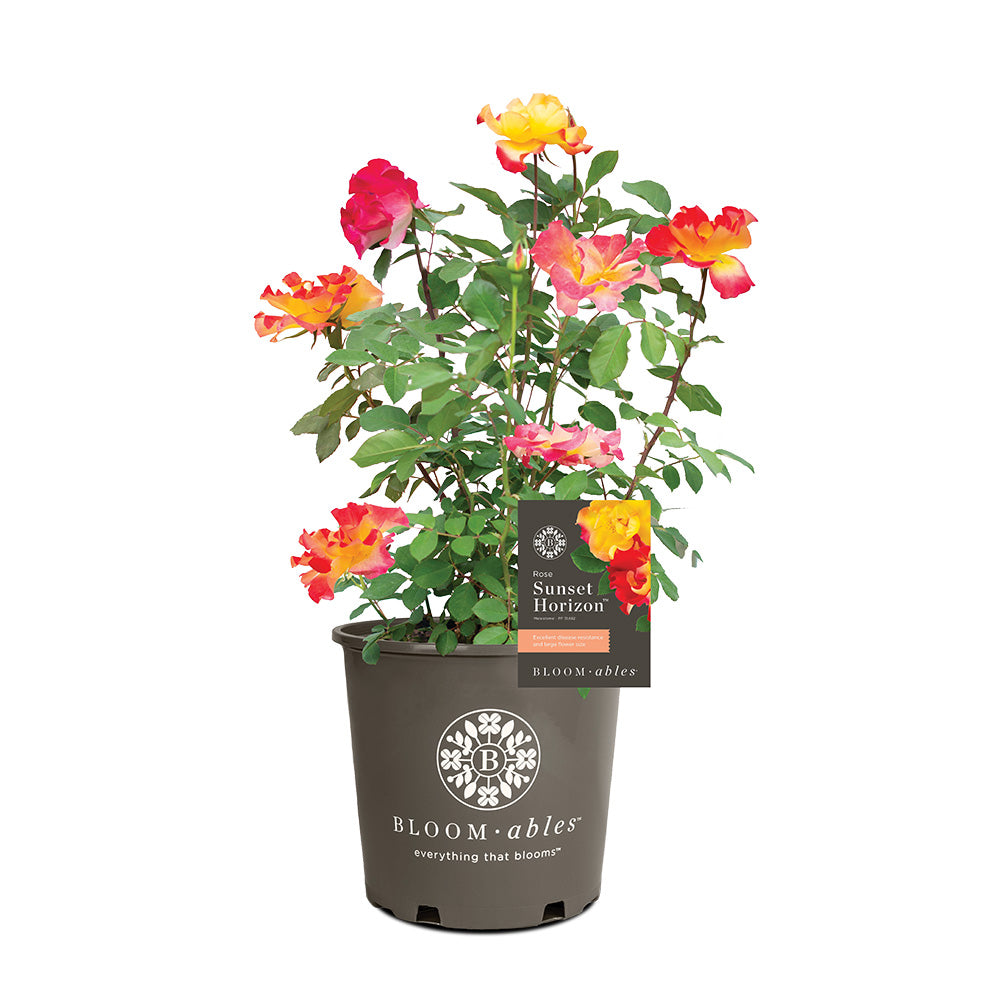 Bloomables® Sunset Horizon Rose - Image 5