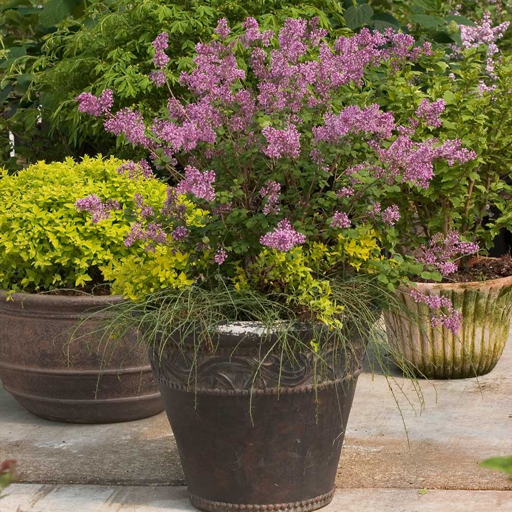 Proven Winners® Bloomerang® Lilac Shrub - Image 4
