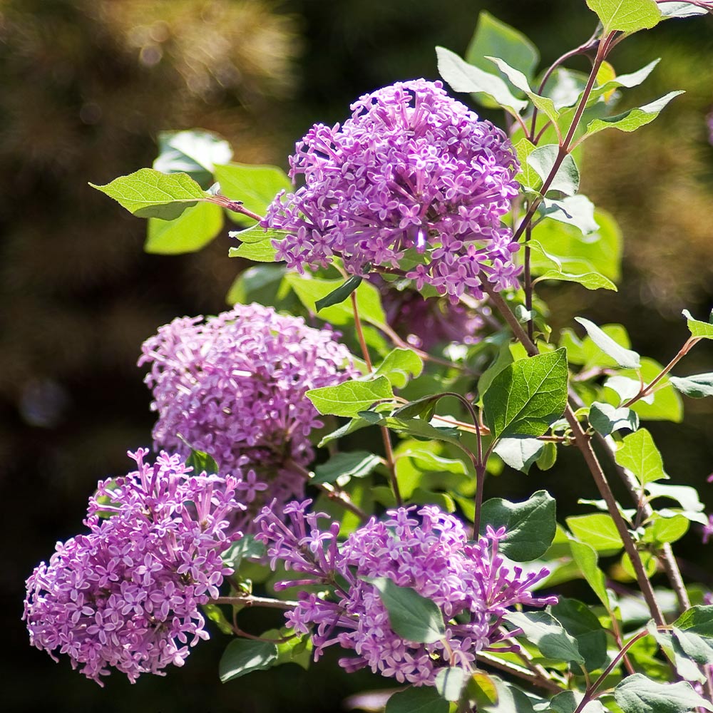 Proven Winners® Bloomerang® Lilac Shrub - Image 2