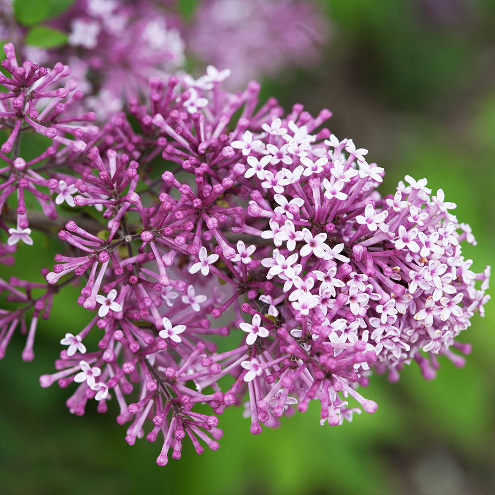 Proven Winners® Bloomerang® Lilac Shrub - Image 3