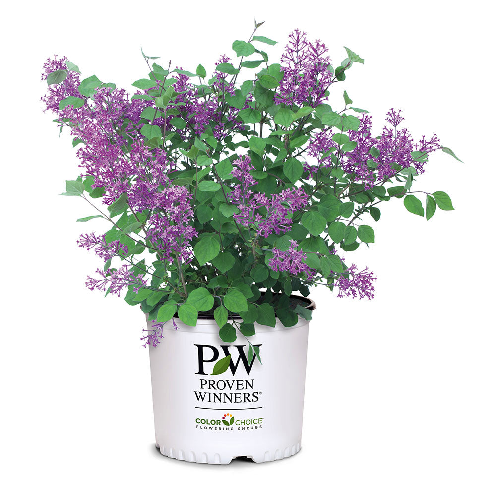 Proven Winners® Bloomerang® Lilac Shrub - Image 5