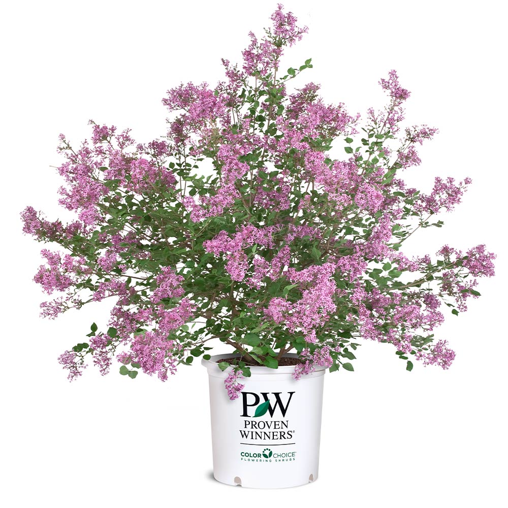 Proven Winners® Bloomerang® Lilac Shrub - Image 6