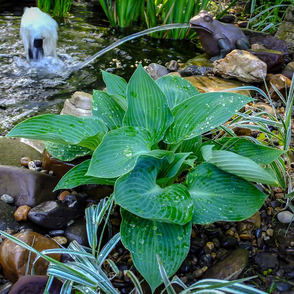 Blue Angel Hosta Plant - Image 2