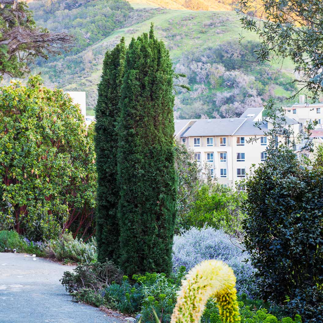 Blue Italian Cypress - Image 2