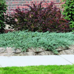 Blue Rug Juniper Groundcover