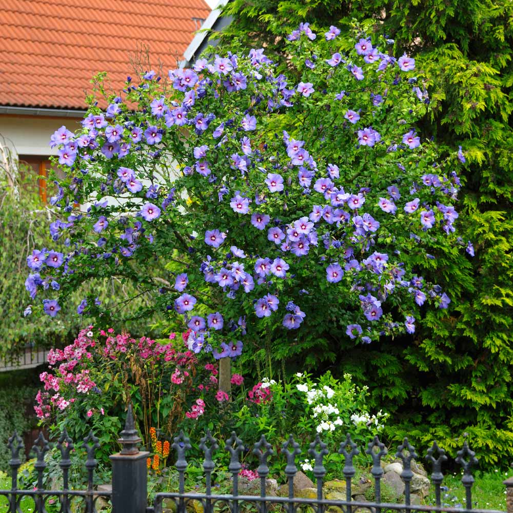 Azurri Blue Satin® Rose of Sharon Althea Tree - Image 2