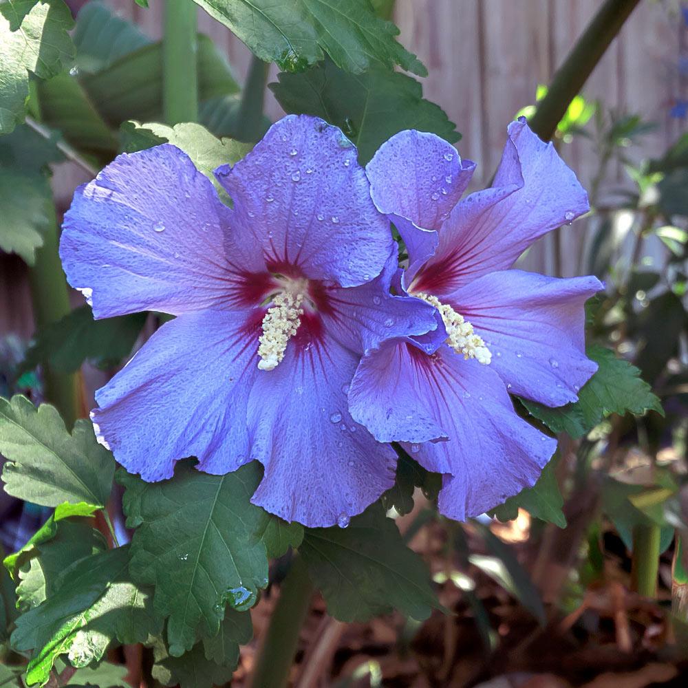 Azurri Blue Satin® Rose of Sharon Althea Tree - Image 3