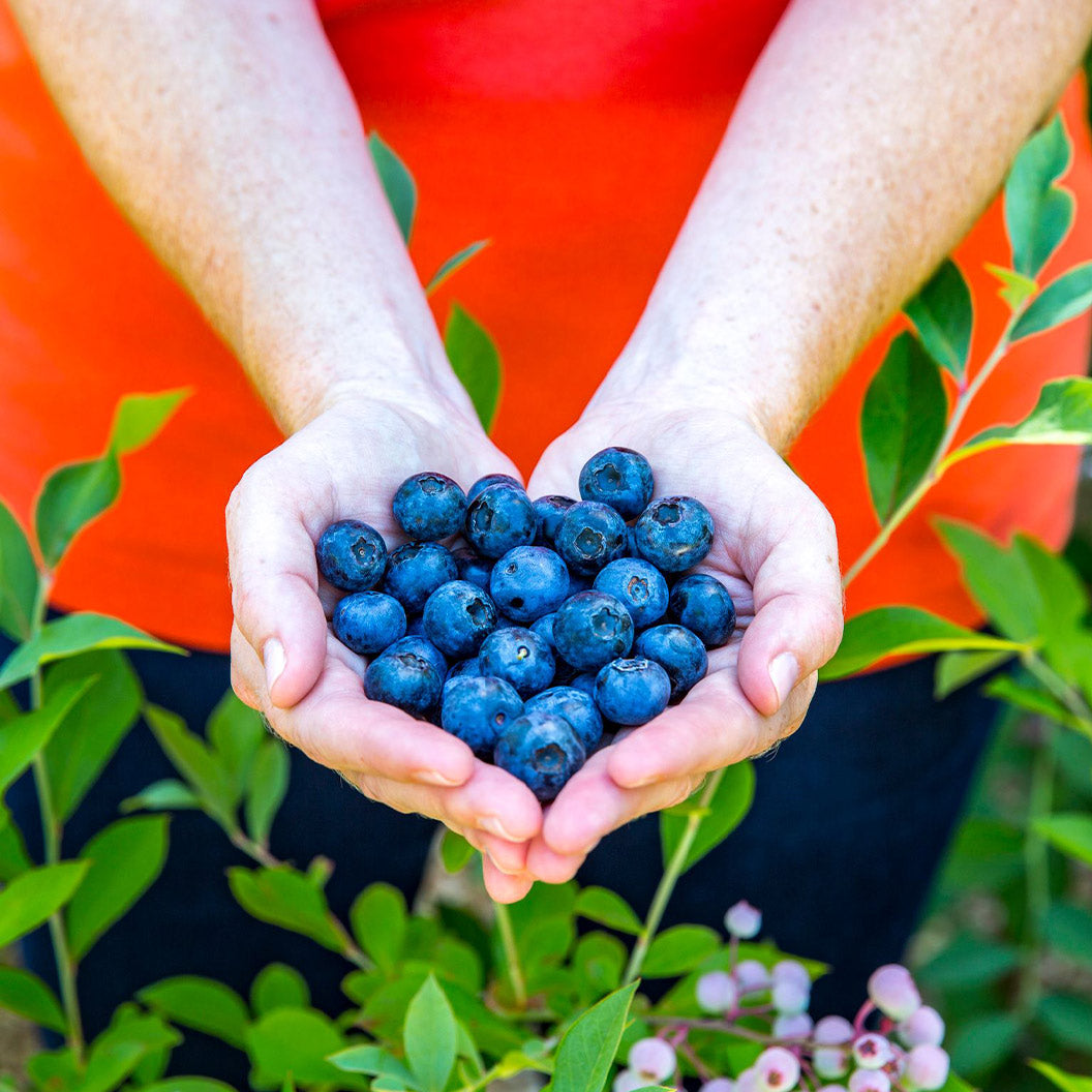 Southern Living® DownHome Harvest® Bless Your Heart® Blueberry Shrub - Image 2