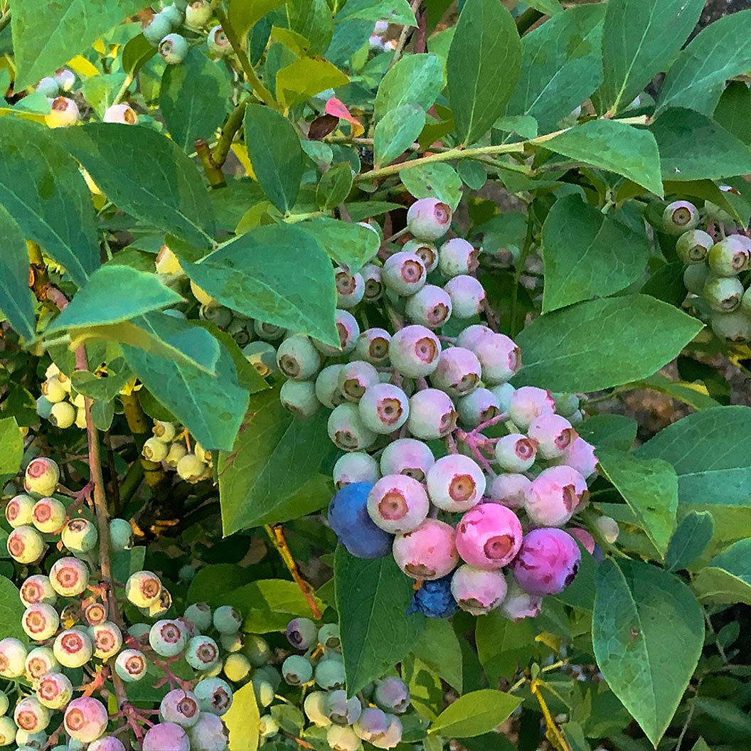 Southern Living® DownHome Harvest® Takes The Cake® Blueberry Shrub - Image 2