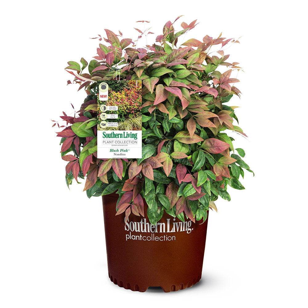 Southern Living® Blush Pink™ Nandina Shrub - Image 4