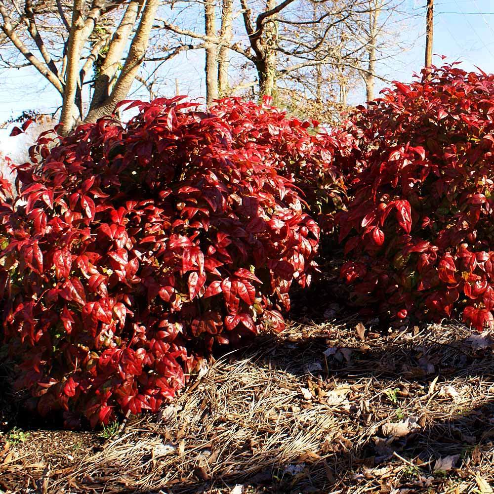 Southern Living® Blush Pink™ Nandina Shrub - Image 3