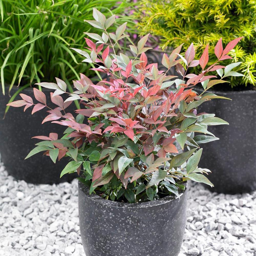 Southern Living® Blush Pink™ Nandina Shrub - Image 2
