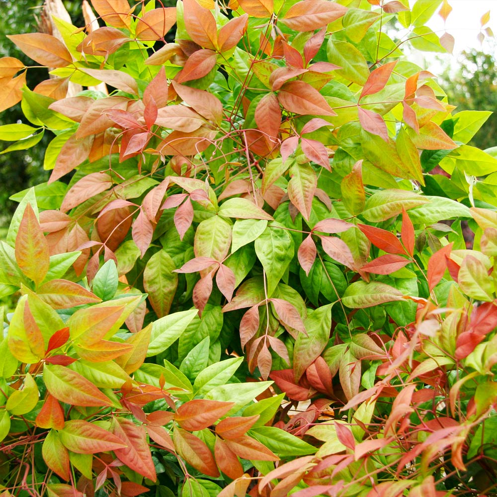 Southern Living® Blush Pink™ Nandina Shrub - Image 5
