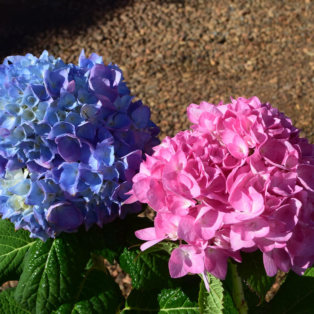 Garden District Blushing Blues™ Hydrangea Bush - Image 2