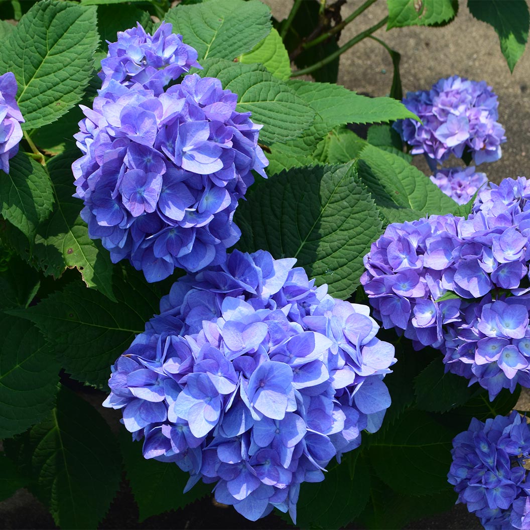 Garden District Blushing Blues™ Hydrangea Bush - Image 3