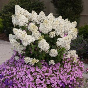Proven Winners® Bobo® Hydrangea Shrub