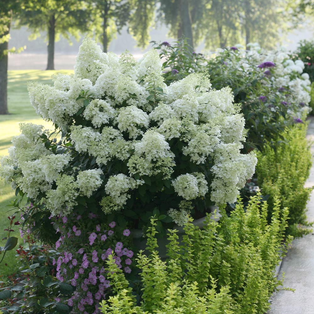 Proven Winners® Bobo® Hydrangea Shrub - Image 2