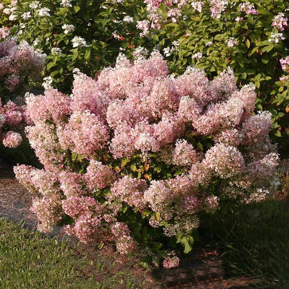 Proven Winners® Bobo® Hydrangea Shrub - Image 3