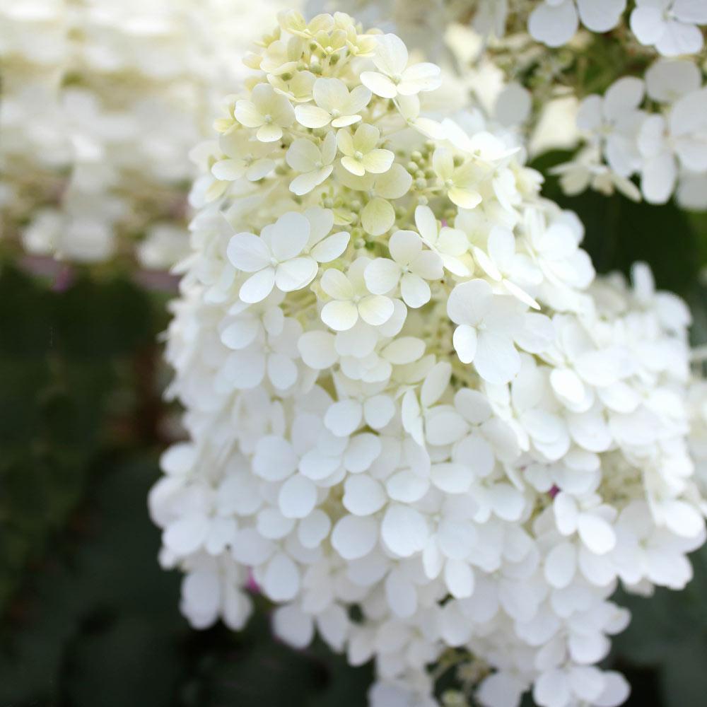 Proven Winners® Bobo® Hydrangea Shrub - Image 4