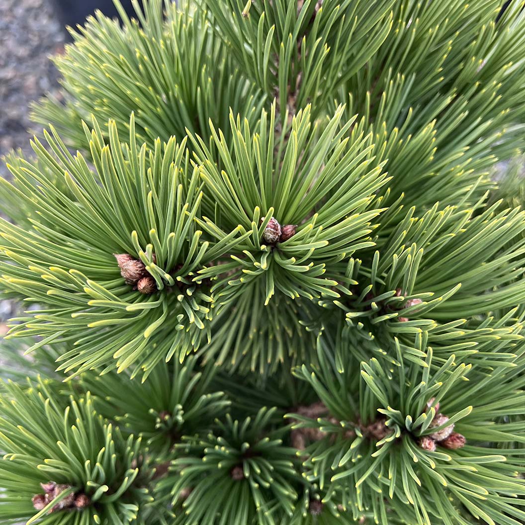 Iseli® Irish Bell Bosnian Pine Tree - Image 2