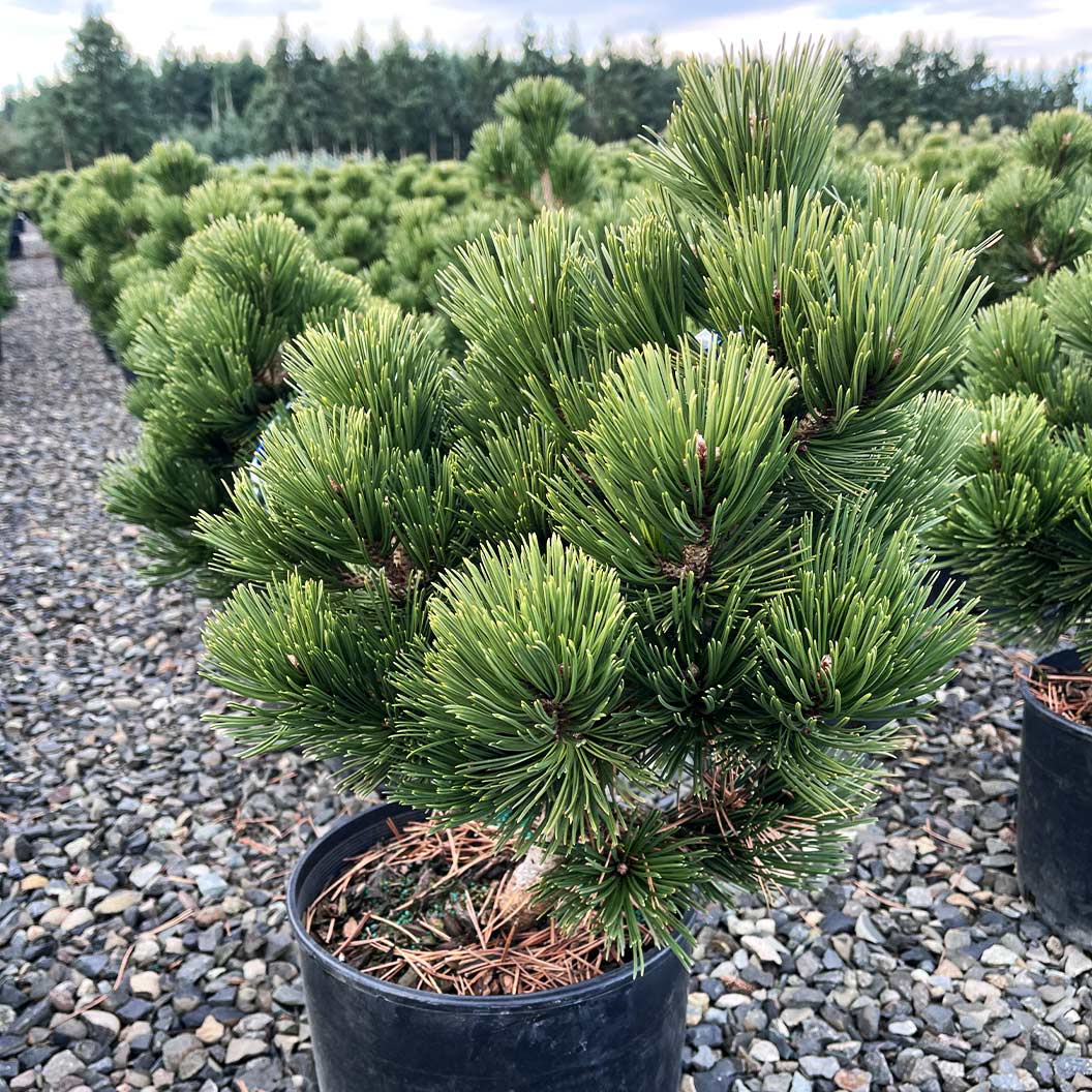 Iseli® Irish Bell Bosnian Pine Tree - Image 3