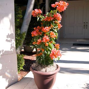 Sundown Orange Bougainvillea Vine