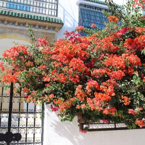 Sundown Orange Bougainvillea Shrub