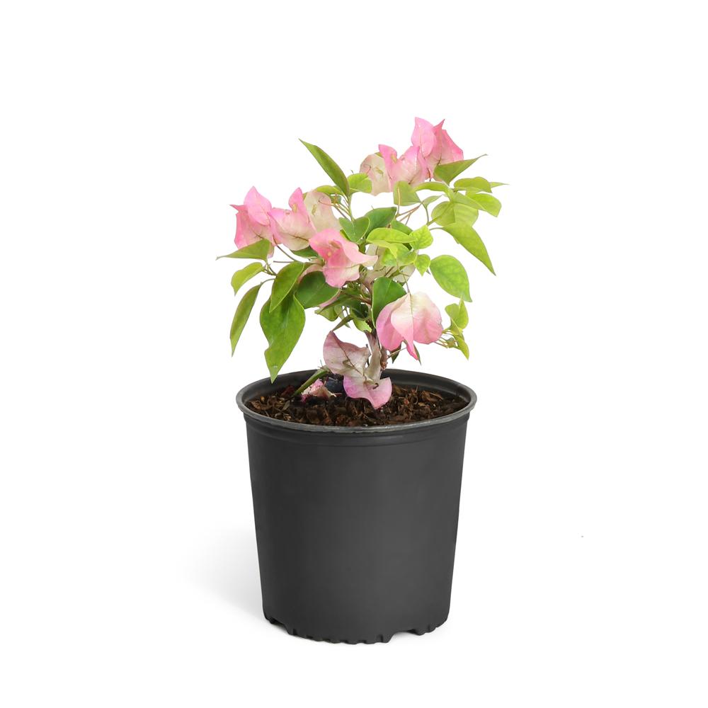 Thai Delight Bougainvillea Shrub - Image 3