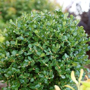 Proven Winners® Neatball® Boxwood Shrub