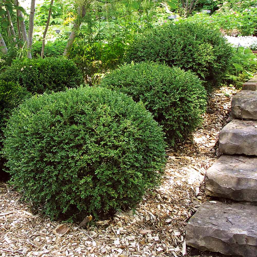 Wintergreen Boxwood Shrub - Image 4