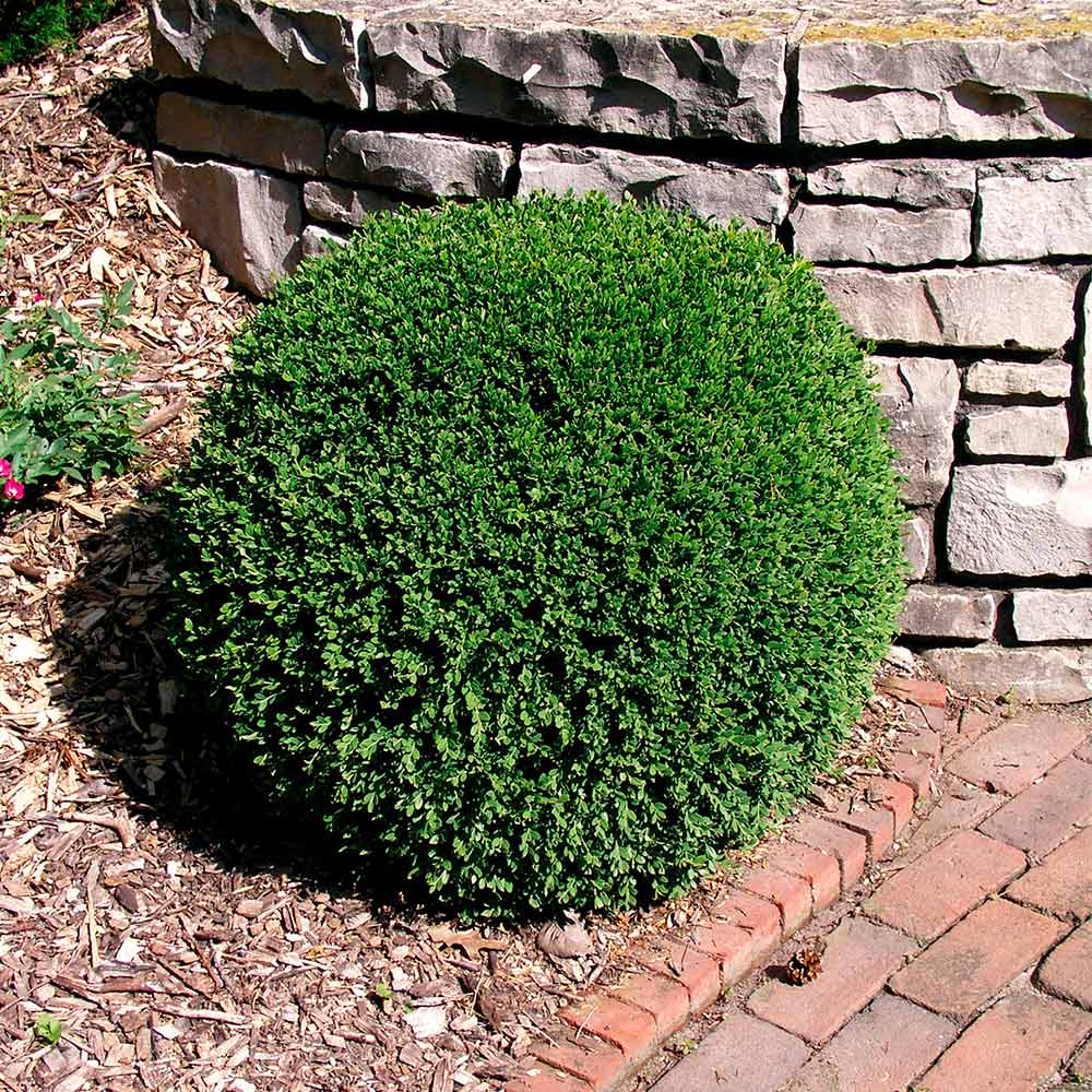 Wintergreen Boxwood Shrub - Image 3
