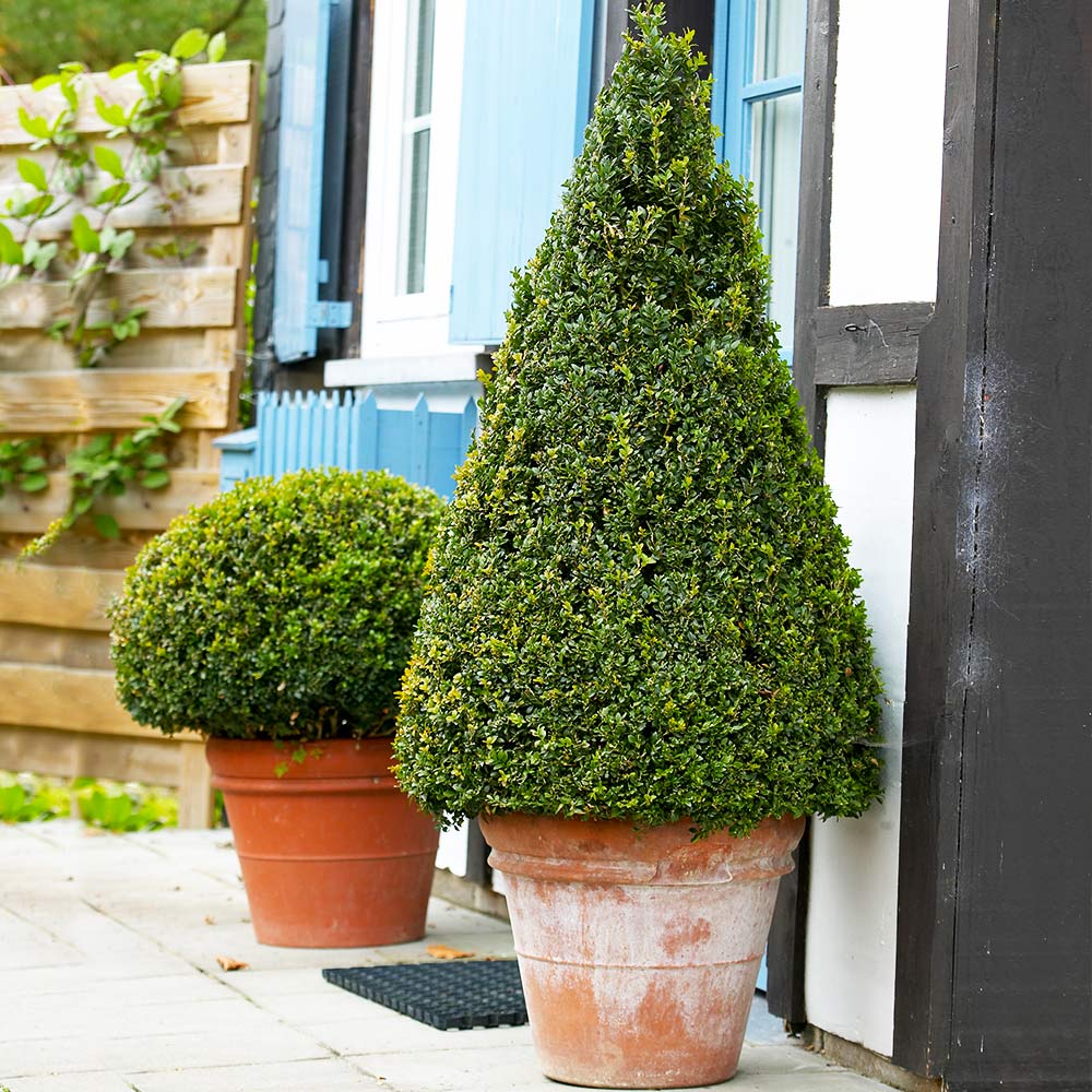 Wintergreen Boxwood Shrub - Image 2