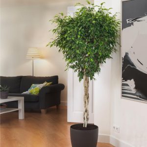 Braided Benjamina Ficus Tree