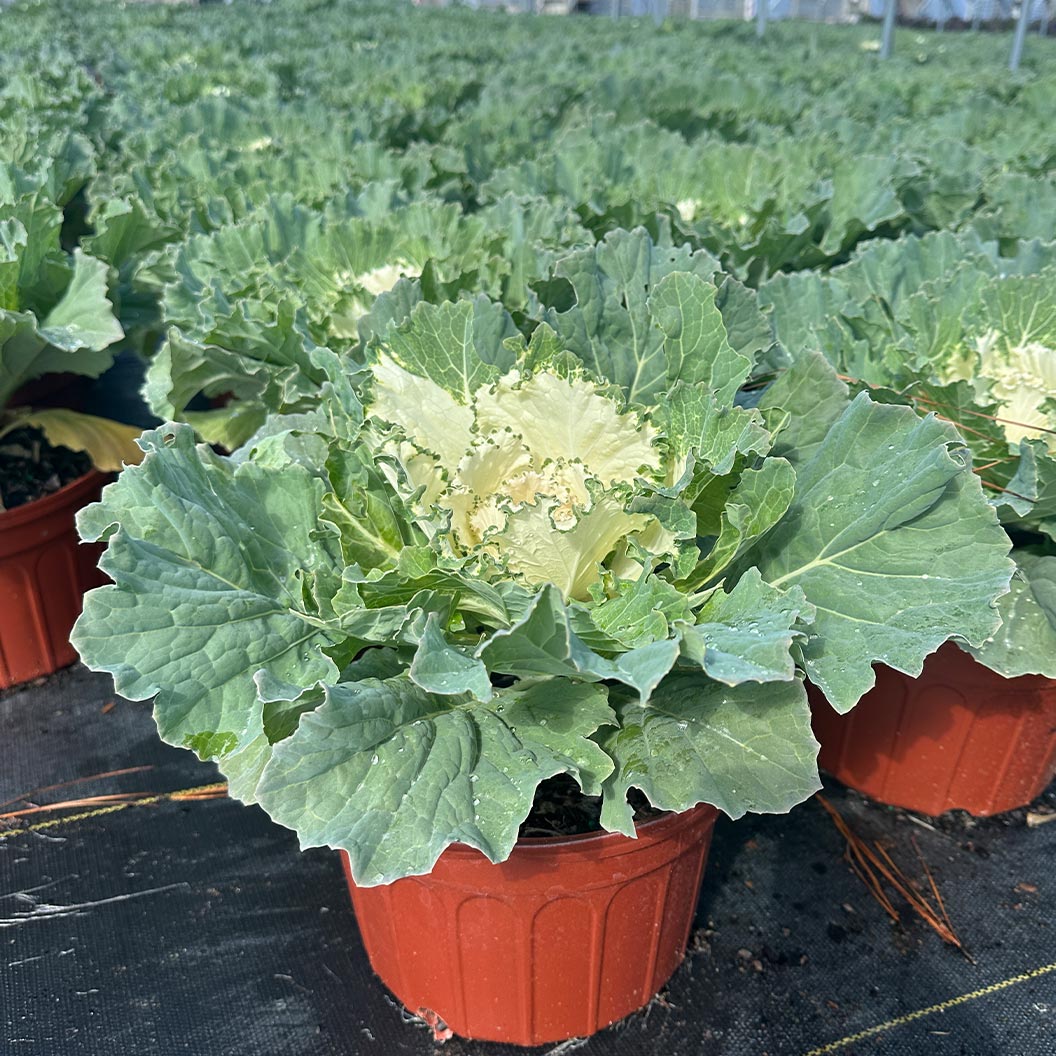 ‘Osaka White’ Ornamental Cabbage - Image 2