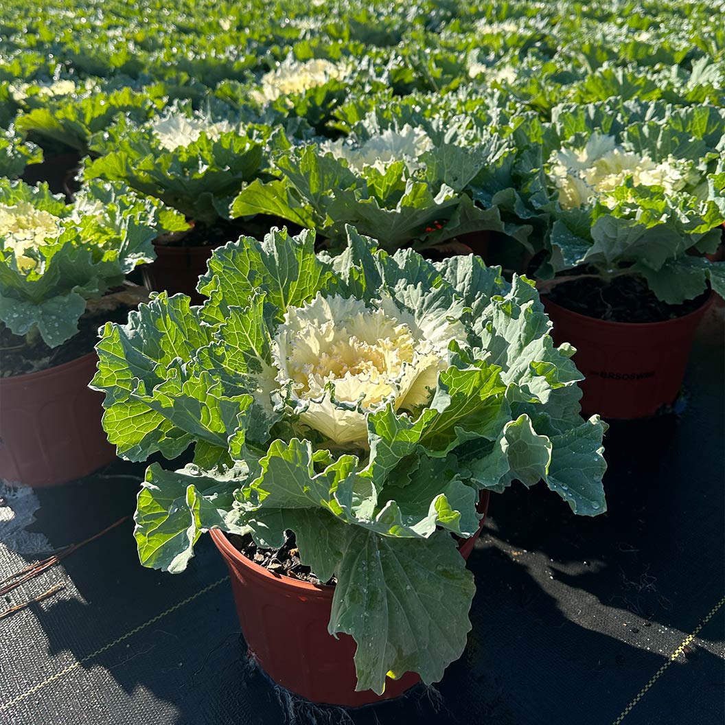 ‘Osaka White’ Ornamental Cabbage - Image 3
