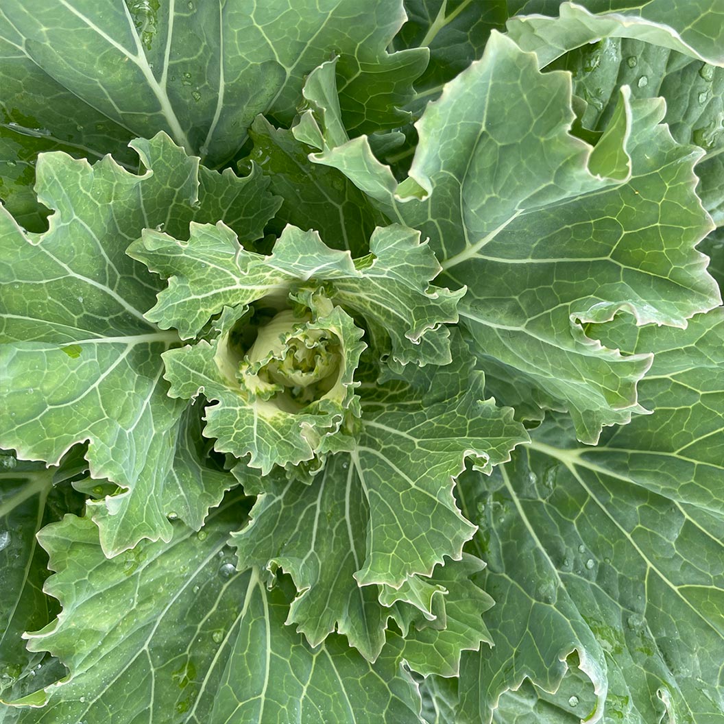 ‘Osaka White’ Ornamental Cabbage - Image 4