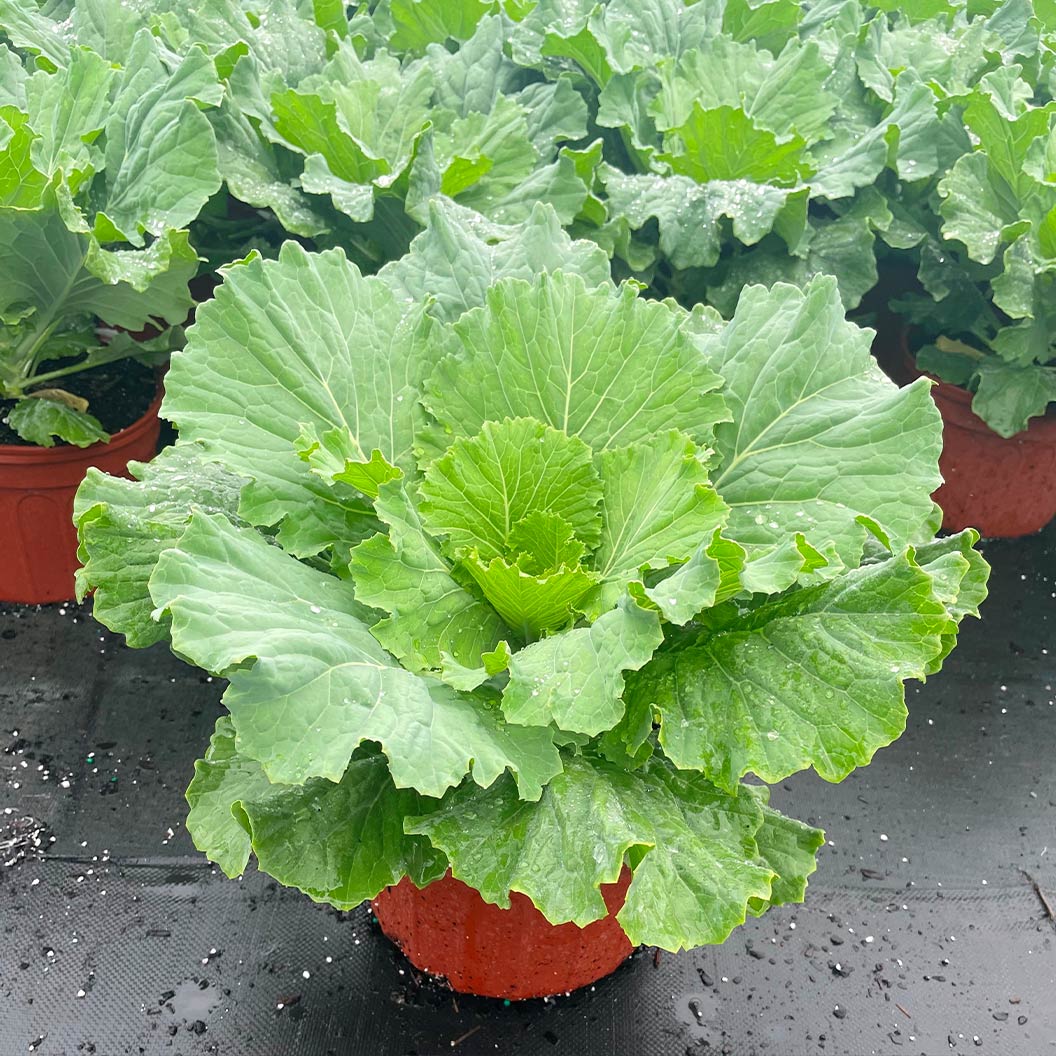 ‘Osaka White’ Ornamental Cabbage - Image 5