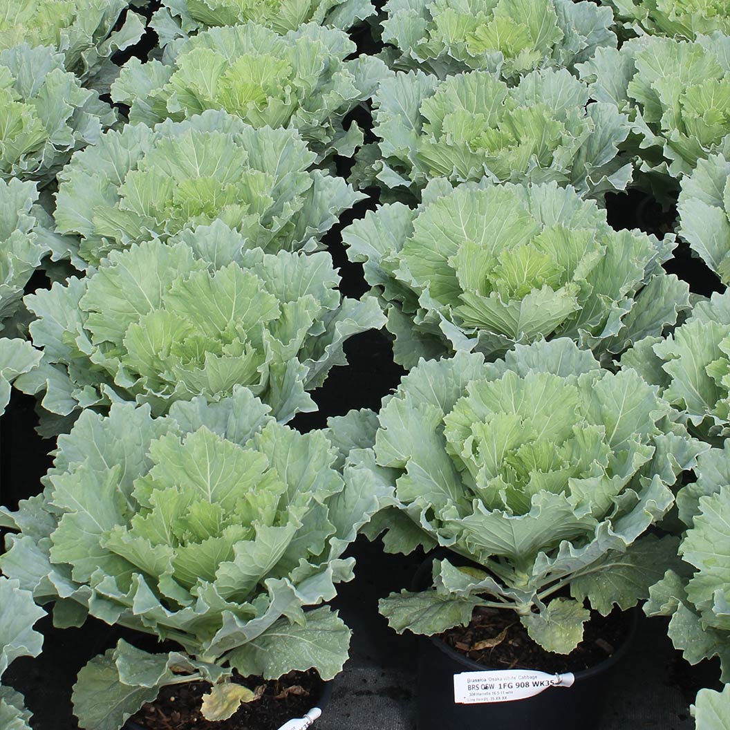 ‘Osaka White’ Ornamental Cabbage - Image 6