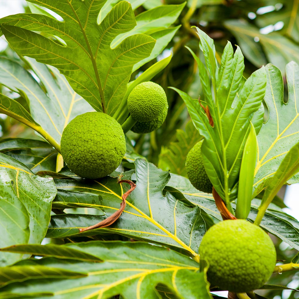 Breadfruit Tree - Image 2
