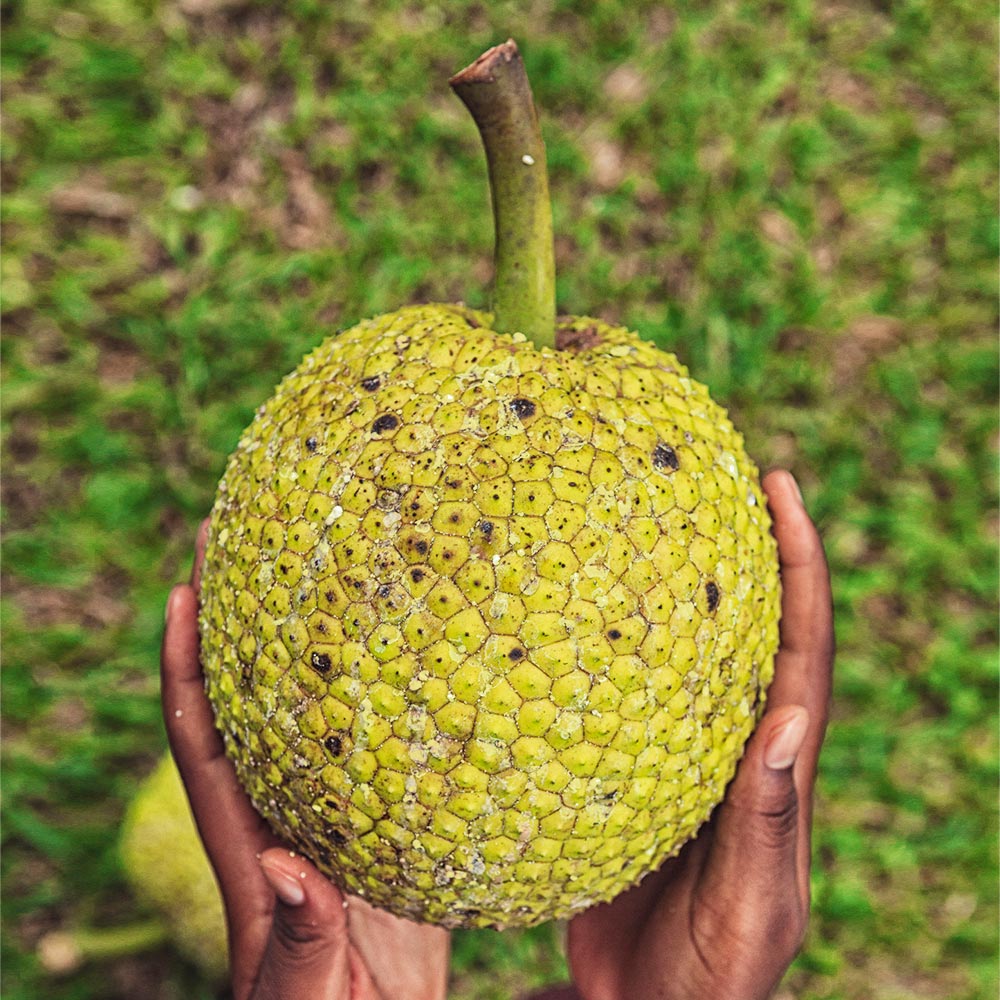 Breadfruit Tree - Image 5