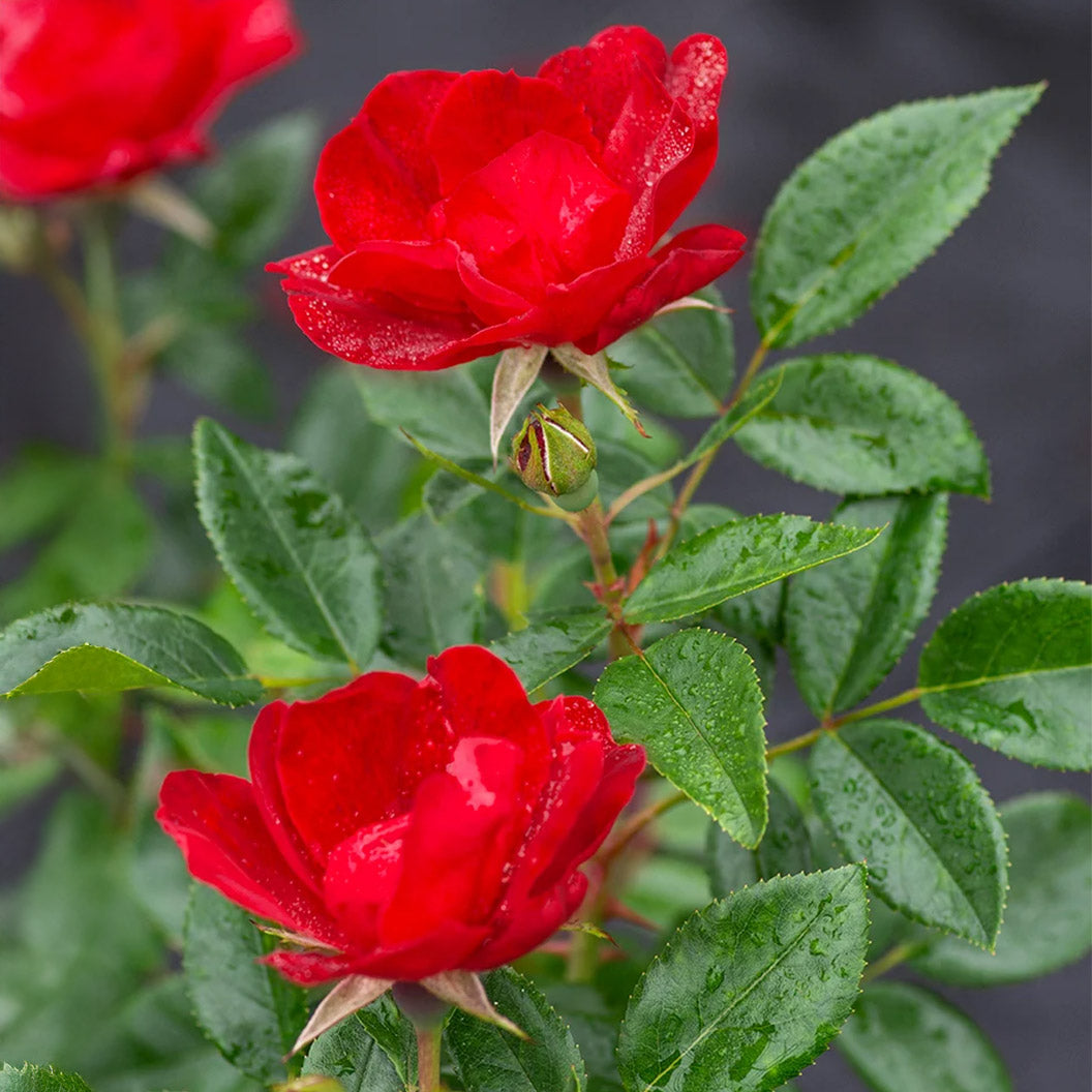 Bloomables® Brick House® Red Rose - Image 2
