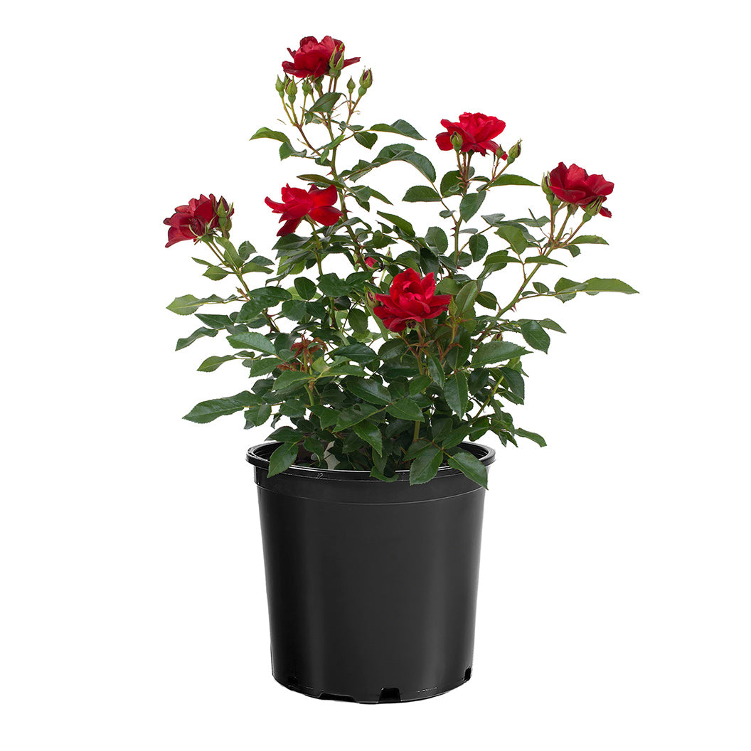 Bloomables® Brick House® Red Rose - Image 4