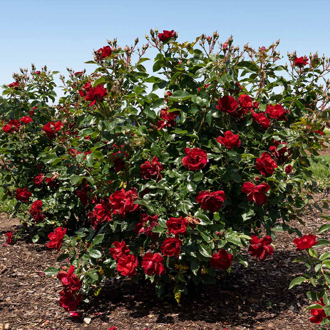 Bloomables® Brick House® Red Rose - Image 3