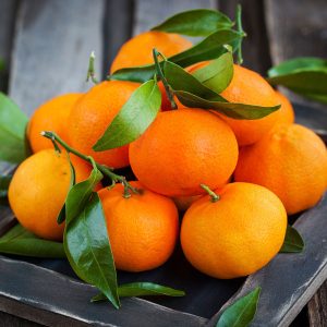 Brown Select Satsuma Tree