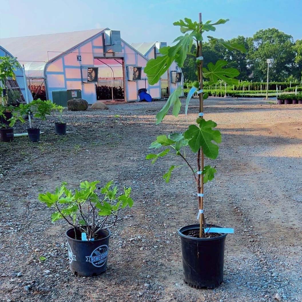 Brown Turkey Fig Tree - Image 3