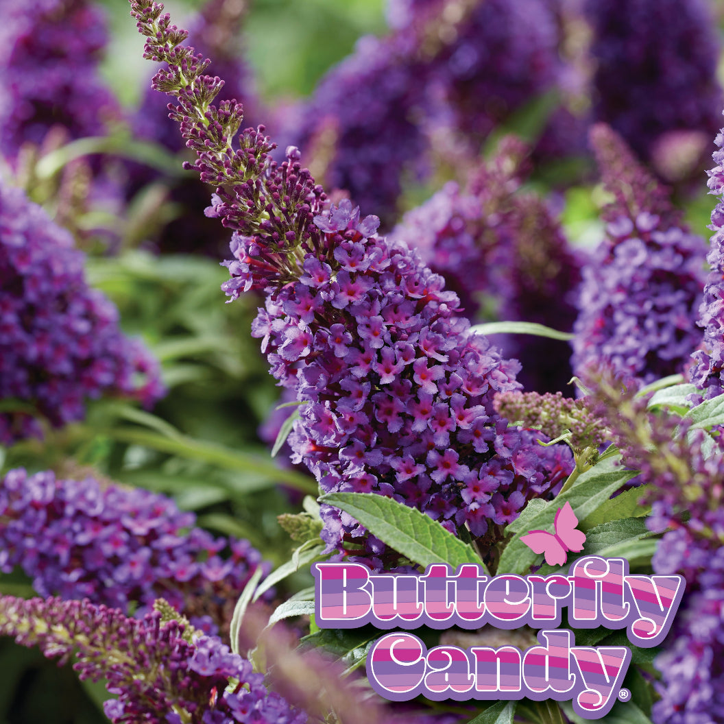 Butterfly Candy® Li'l Grape™ Butterfly Bush - Image 2